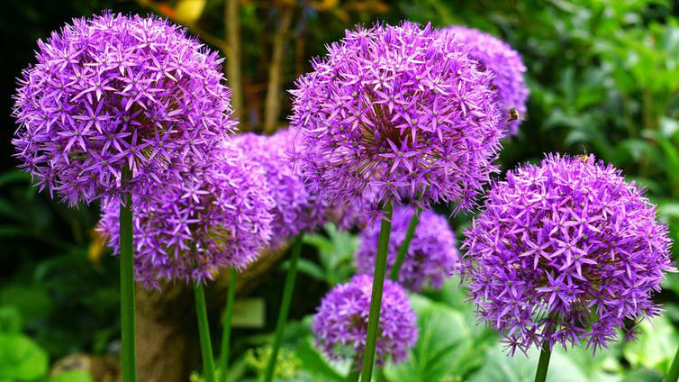 Ornamental alliums